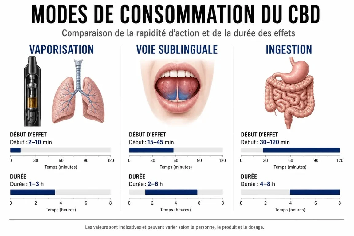 Infographie comparative des modes de consommation du CBD pour Le Point Chanvre