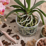 Quand rempoter une orchidée : racines visibles dans un pot transparent